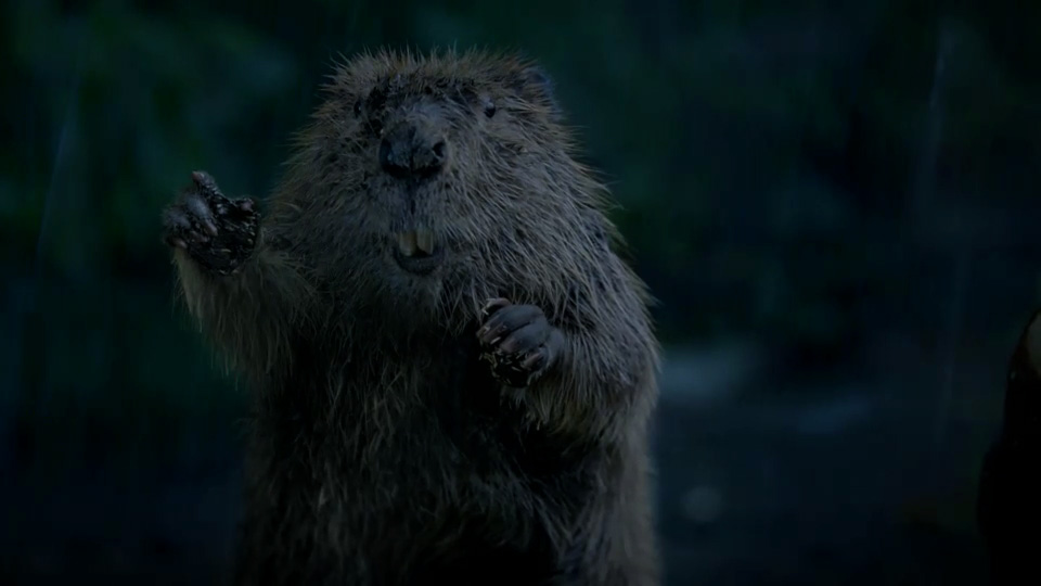 Bridgestone Commercial Beaver