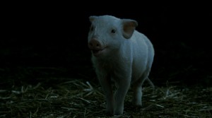 06Dec/cweb/pig_crop 06Dec/cweb/pig_crop
