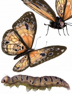 09Jul/cat/butterfly_comparison_02