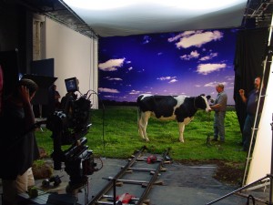 shaketraining/cow
