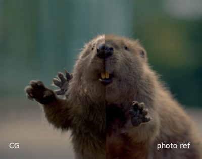 beaver_match
