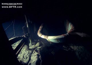 BFTR_fish