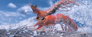 happy-feet-2
