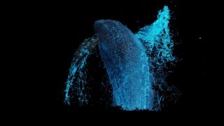Whale_bodywatersims