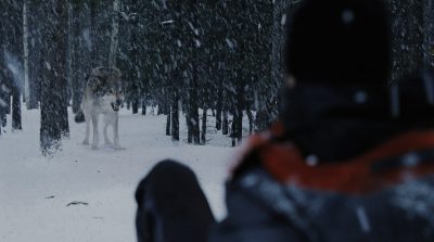 Wolf1_final