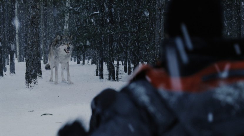 Wolf2_final