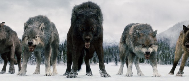 dawn of the wolves dawn of the wolves