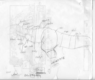 A drawing showing how Williams cut up and named skin on the T-rex.
