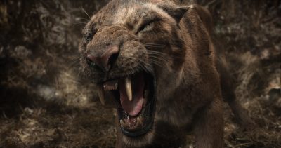 Close-up on jaguar head.