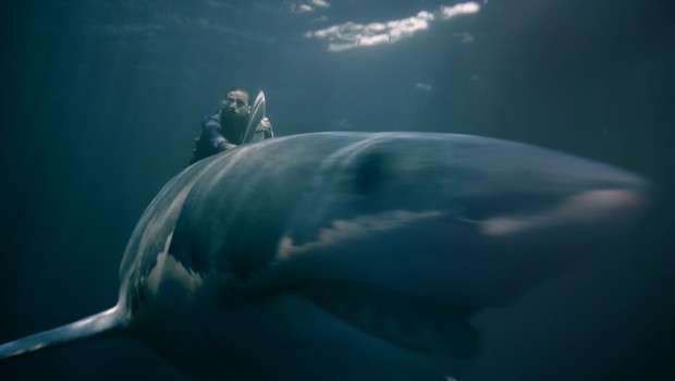 A close-up of ILP's digital shark.