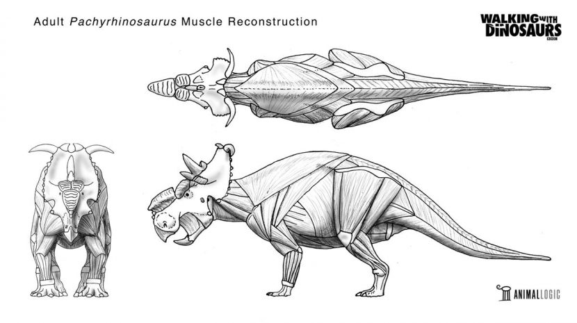 Base muscle reconstruction (front, top & side views).