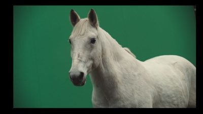 Greenscreen horse.