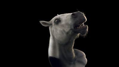 CG horse head.
