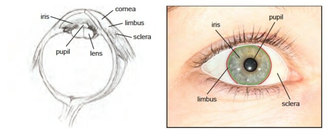 The eyes have it fxguide