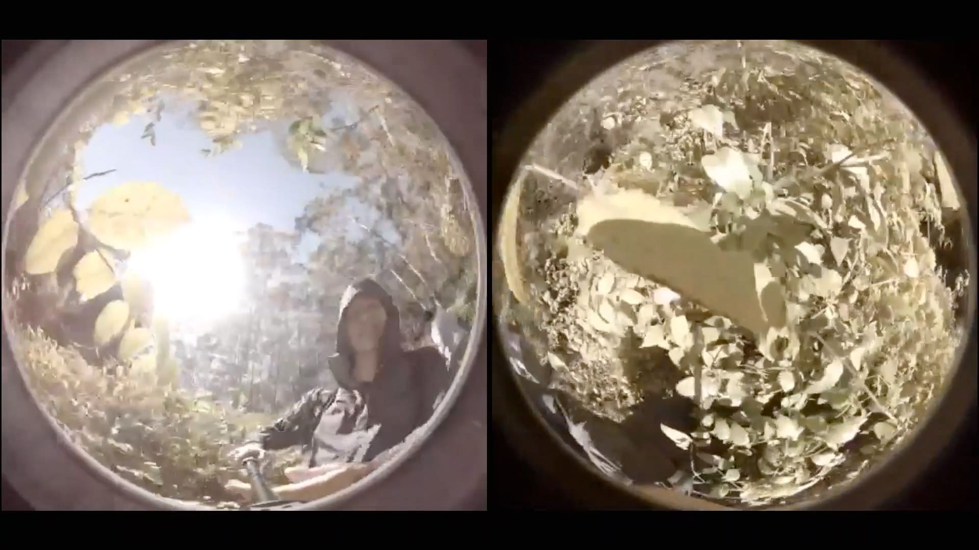 THE AMAZING MAURICE YEAR